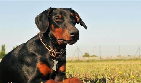 杜賓犬與馬犬哪個(gè)最適合看家