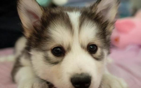 狗狗感冒和犬瘟的區別