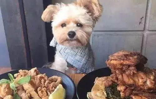 狗舌頭發白怎么辦
