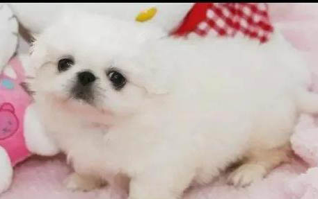 大狗如何配小狗的狗糧