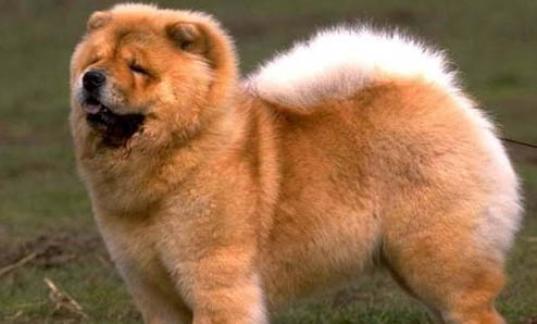 松獅犬的價格是多少