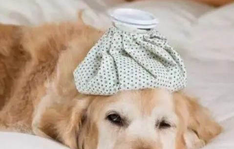 狗狗能吃海苔卷嗎