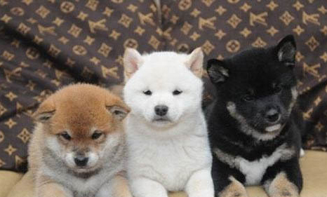柴犬暈車多久能恢復