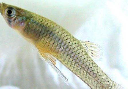食蚊魚和青鳉魚能混養(yǎng)嗎