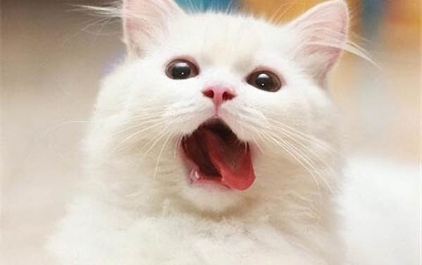 小貓感冒的癥狀是什么樣的表現