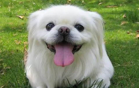 北京犬能吃姜嗎