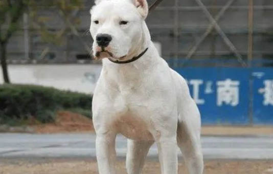 杜高犬老掉毛的原因及處理方法