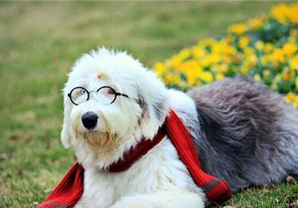 比利時牧羊犬便秘家常方法
