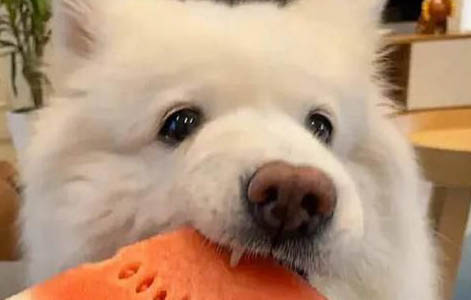 薩摩耶幼犬購買