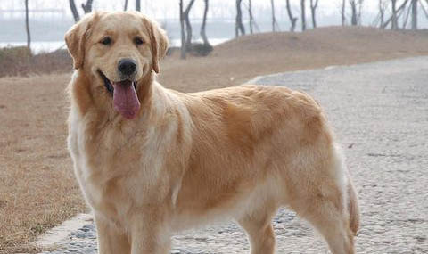 金毛犬的皮膚病怎么治療