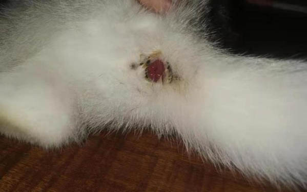 沒睜眼的小貓存活率高嗎