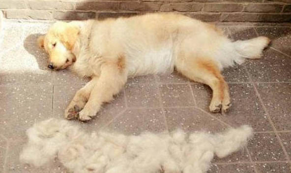 狗狗能喝自來水嗎