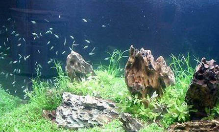魚缸里會淹死螃蟹么