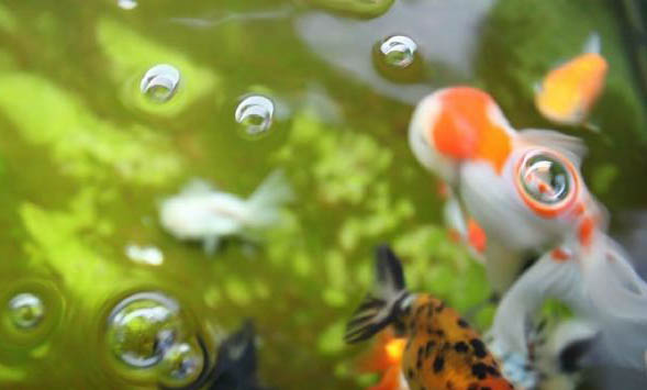 金魚的水溫多少合適