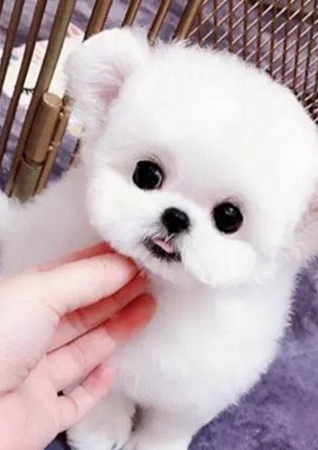 比熊幼犬怎么喂養?