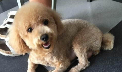 狗狗感冒可以驅蟲嗎