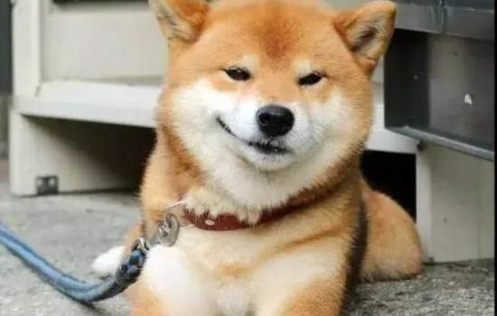 柴犬和小黃土狗的區(qū)別?