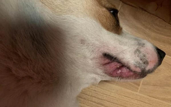 怎么才能知道狗狗認了主人