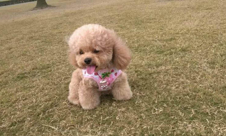 小型犬品種有哪些?