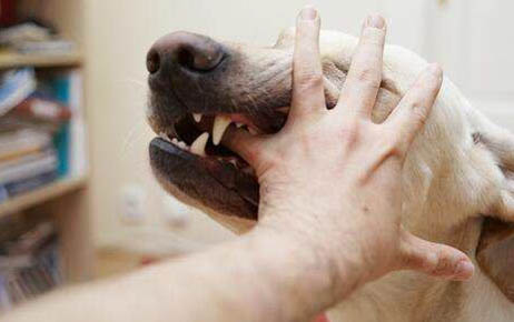 如何判斷狗狗是不是得了犬瘟病毒