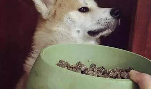 狗狗的眼部護理