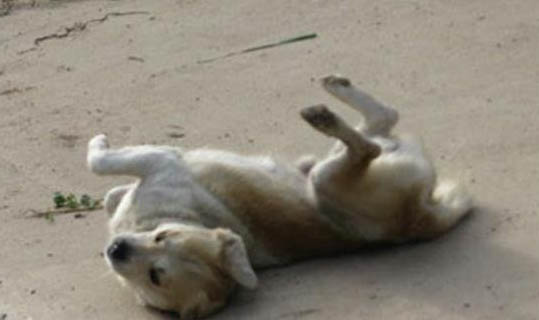 狗狗咳嗽嘔吐吃什么藥好
