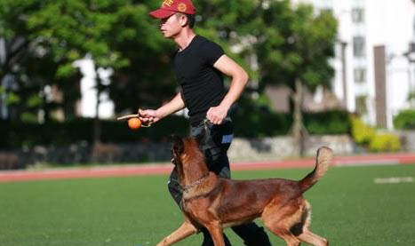 訓犬哪里有狗狗訓練學校