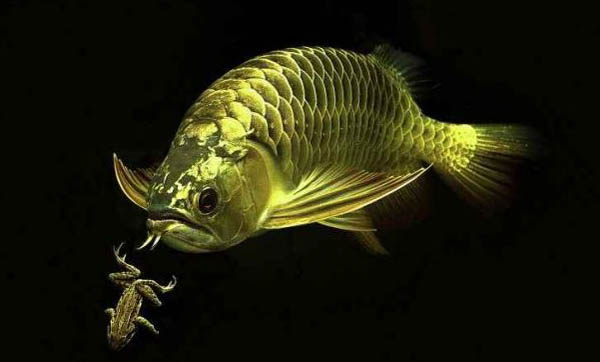 金龍魚飼養的注意事項