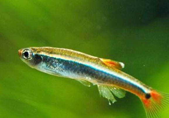 小型熱帶魚魚糧推薦