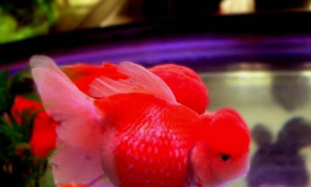 金魚為什么會打架