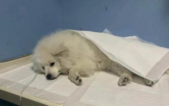 狗身上有蜱蟲怎么辦用什么藥殺死