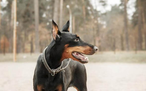 杜賓犬適合家庭養嗎