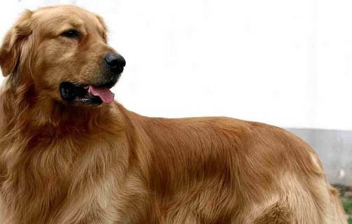 狗狗懷孕需要做什么檢查