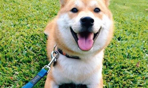 狗狗可以吃奶油雪糕嗎