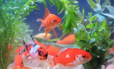 金魚吃什么食物多久喂一次