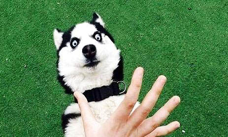 哈士奇犬多大打疫苗