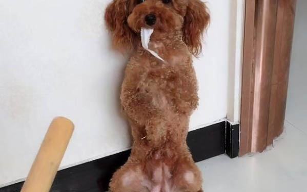 狗感冒流鼻水軟便怎么辦