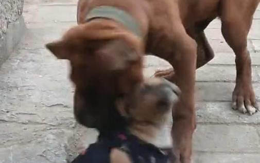 怎么防止大狗咬小狗？