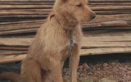 狗狗能不能吃荔枝