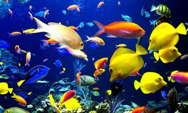 黃金泥鰍可以和魚混養(yǎng)嗎
