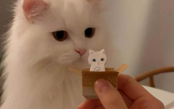 小貓睡覺肚子起伏太快正常嗎為什么
