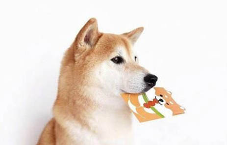 柴犬衰老會(huì)有哪些表現(xiàn)？