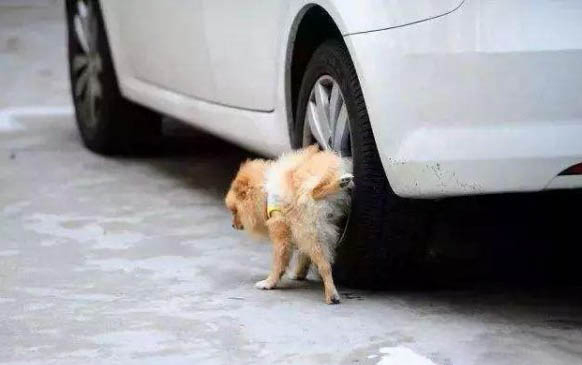 狗狗洗牙有危險嗎