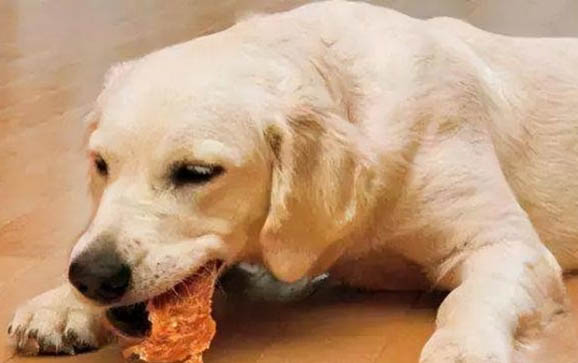狗狗懷孕會厭食嗎