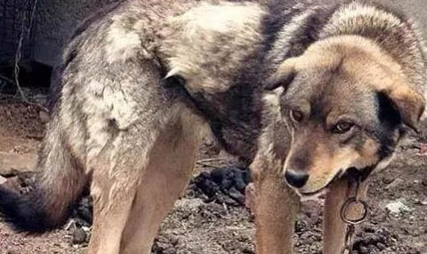 中華田園犬農村土狗有哪些品種