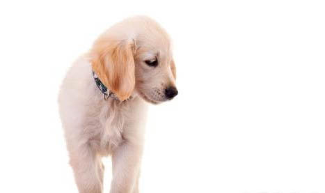 怎么訓練拉布拉多幼犬定點大小便?