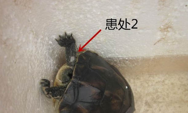 中華花龜公母能一起養(yǎng)嗎