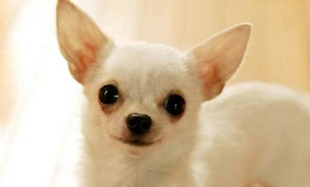 吉娃娃和鹿犬哪個好