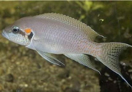 夏天釣鯽魚用的窩料什么最好
