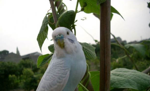 玄鳳鸚鵡飼養注意事項有哪些